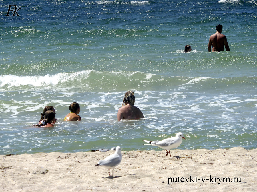 Чайки на пляже Крым Межводное