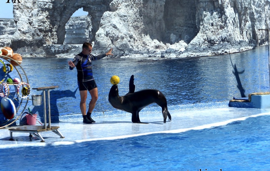 Дельфинарий на Большом Атлеше